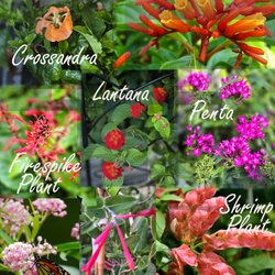 Weatherbee Nursery - Collage of plants that attract butterflies and hummingbirds