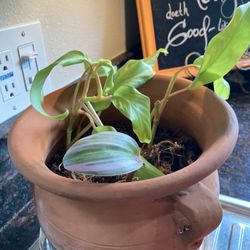 Crazy Plants Nursery - More of the same, another starter