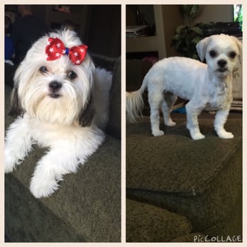 Dog Gon' Clean - Before was a couple weeks prior and the after - Pet Groomers Near Me - Fresno, California Dog Gon' Clean - Before was a couple weeks prior and the after - Pet Groomers Near Me - Fresno, California