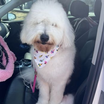 Hot Diggity Dog Resort - Pet Training Near Me - Escondido, California