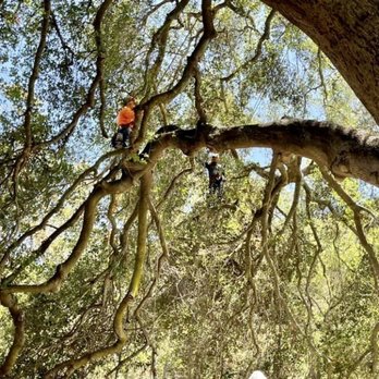 Angel Tree Care - Tree Services Near Me