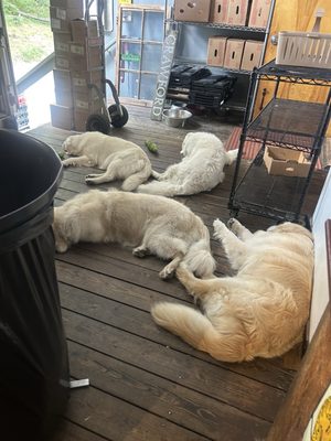 Cashiers Farmers Market by null