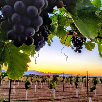 Little Old Wine Drinkers Winery - The beautiful sunset thru the vineyard - Wineries Near Me - Kingman, Arizona Little Old Wine Drinkers Winery - The beautiful sunset thru the vineyard - Wineries Near Me - Kingman, Arizona