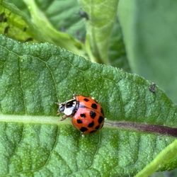 Cherry Ridge Retreat - Hocking Hills Luxury Cabins - Ladybird by the pond!