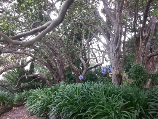 Dove Myer Robinson Park (Parnell Rose Garden) by null