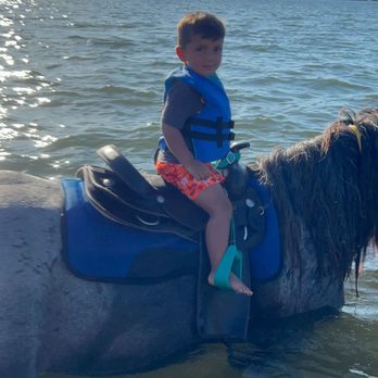 Florida Beach Horses - Beaches Near Me - Bradenton, Florida