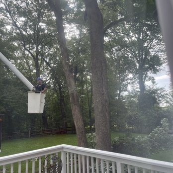 Southern 401 Tree Service - Tree removal in progress - Tree Services Near Me Southern 401 Tree Service - Tree removal in progress - Tree Services Near Me