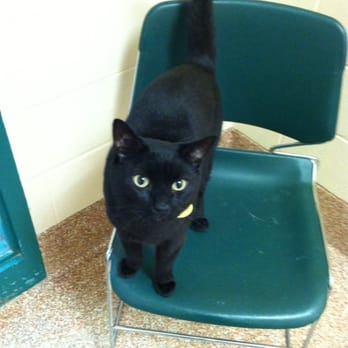 Dakin Humane Society - Animal Shelters Near Me - Springfield, Massachusetts