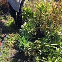 Ortega Nursery