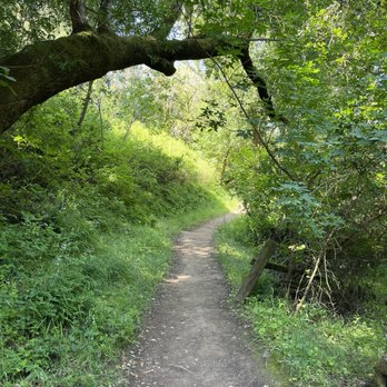 Rancho San Antonio Preserve - Deer hollow trail. Lots of trees. - Parks Near Me - Los Altos, California Rancho San Antonio Preserve - Deer hollow trail. Lots of trees. - Parks Near Me - Los Altos, California