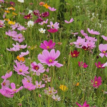 Parker Flower Farms - Wild flowers - Pick Your Own Farms Near Me - Elkton, Florida Parker Flower Farms - Wild flowers - Pick Your Own Farms Near Me - Elkton, Florida