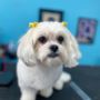 Photo of Cori's Creative Grooming
