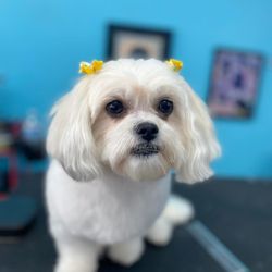 Cori's Creative Grooming