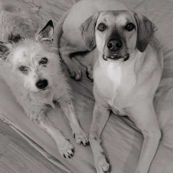 BEEVET Animal Hospital - Thank you BEEVET for taking such good care of us. Sincerely, Whiskers and Smokey - Veterinarians Near Me - Austin, Texas BEEVET Animal Hospital - Thank you BEEVET for taking such good care of us. Sincerely, Whiskers and Smokey - Veterinarians Near Me - Austin, Texas