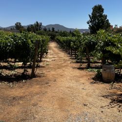 Vinos ATP y Familia