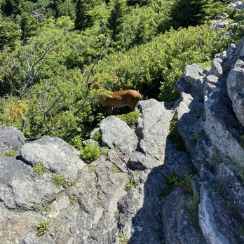 Grandfather Mountain - Parks Near Me - Linville, North Carolina