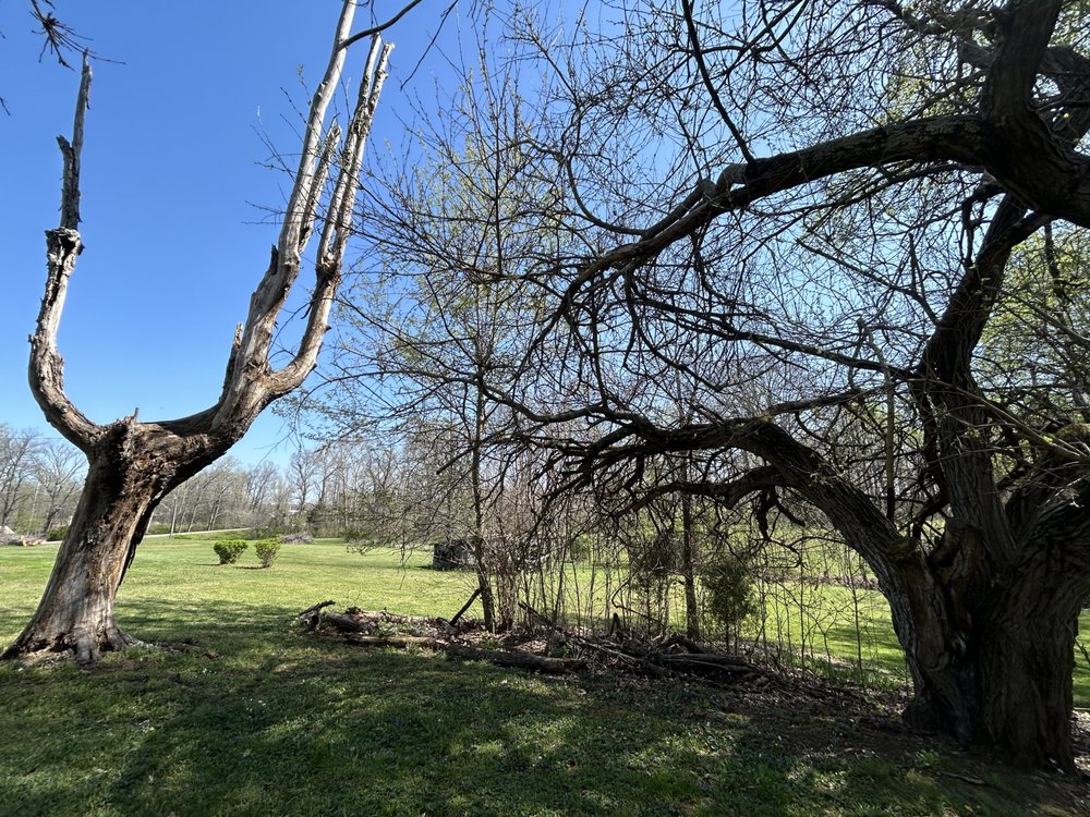 Sam's Tree Service and More