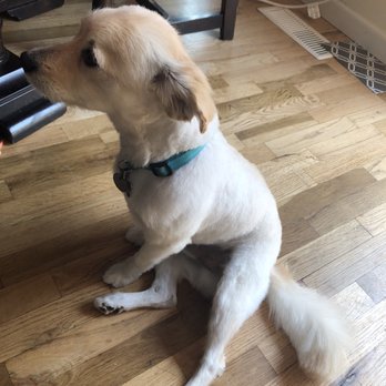 Green Dog Grooming - Pet Groomers Near Me - Kent, Washington
