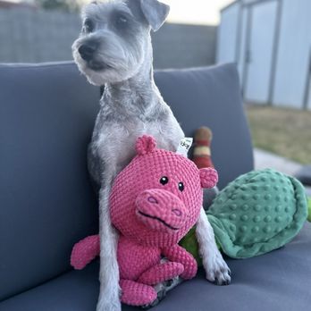 Scooby Do's Pet Grooming - Charley - Pet Groomers Near Me - Tempe, Arizona