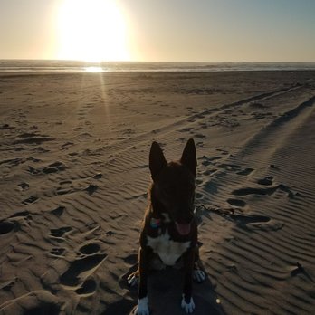Andersen's RV Park - My girl Lucy enjoyed her walks on the beach - RV Parks Near Me - Long Beach, Washington