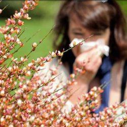 Advocate Health Care - Pollen = sneezing