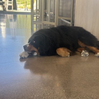 Booker Vineyard - Ella! Such a chill dog - Wineries Near Me - Paso Robles, California Booker Vineyard - Ella! Such a chill dog - Wineries Near Me - Paso Robles, California