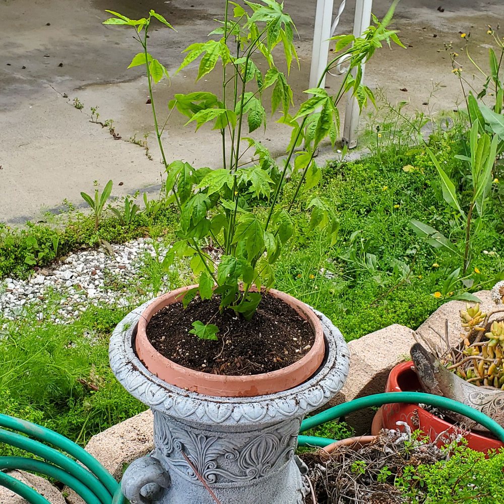 UPLAND NURSERY 225 Photos & 117 Reviews 1518 N Tustin St, Orange