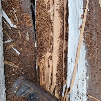 Sky Net Termite - Picture of termites I found inside some fascia I removed. - Pest Control Near Me