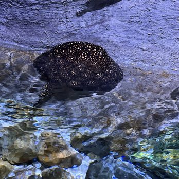 SeaQuest - Folsom - Fresh water stingray - Aquariums Near Me - Folsom, California SeaQuest - Folsom - Fresh water stingray - Aquariums Near Me - Folsom, California
