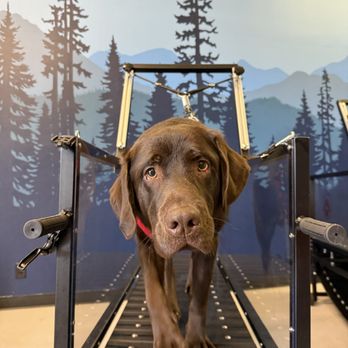 Wash Your Dog Spot - Pet Groomers Near Me - Springfield, Oregon Wash Your Dog Spot - Pet Groomers Near Me - Springfield, Oregon