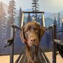 Photo of Wash Your Dog Spot