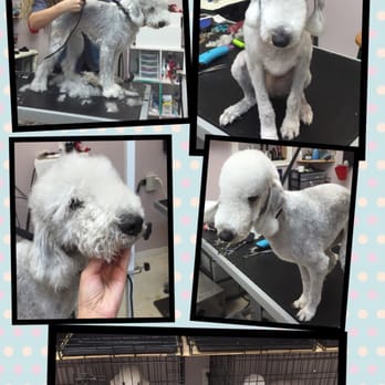 Precision Kuts Pet Grooming - Mr. Bently the Bedlington Terrier. - Pet Groomers Near Me - Vero Beach, Florida Precision Kuts Pet Grooming - Mr. Bently the Bedlington Terrier. - Pet Groomers Near Me - Vero Beach, Florida
