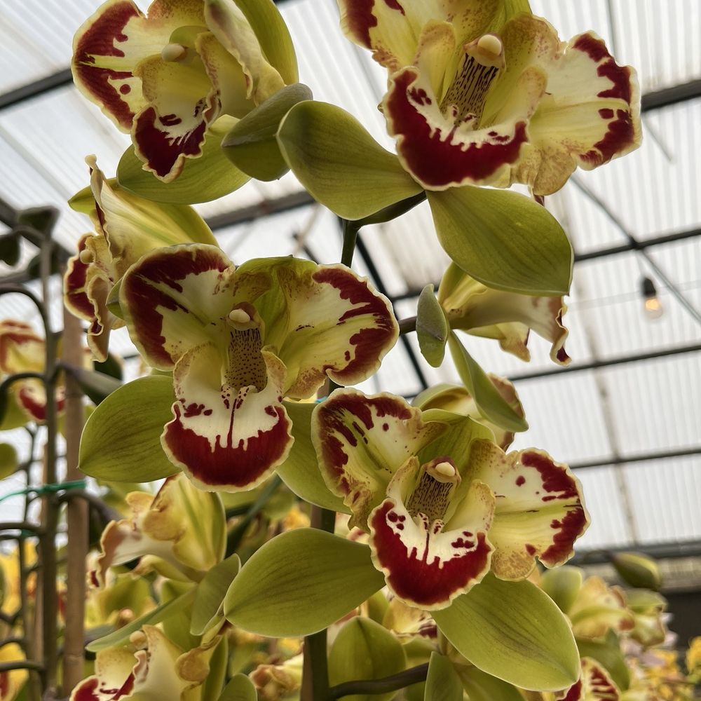Gallup & Stribling Orchids - Visitor Centers Near Me - Carpinteria, California