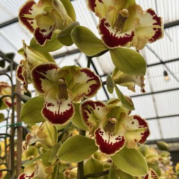 Gallup & Stribling Orchids - Visitor Centers Near Me - Carpinteria, California