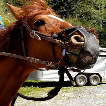 Crescent Trail Rides - Horseback Riding Near Me Crescent Trail Rides - Horseback Riding Near Me