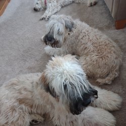 honey run acres - Otis in front (at age 2), Elton in the middle (at age 14), and Liza back. Elton and Otis are from Honey Run