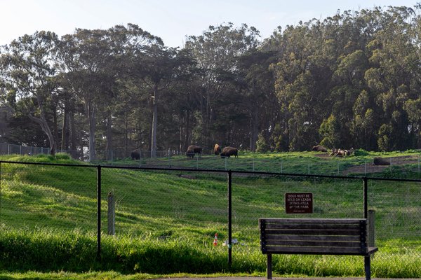 Bison Paddock by null
