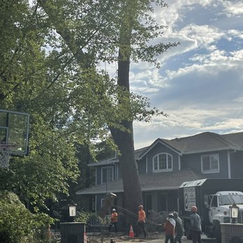 Certified Tree Service - Tree Services Near Me Certified Tree Service - Tree Services Near Me