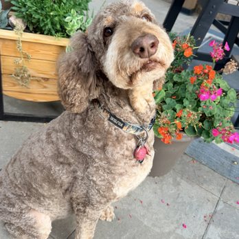 PetSmart - Pet Groomers Near Me - Brighton, Colorado