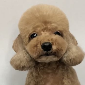 Bubble Pet Grooming - Pet Groomers Near Me - Torrance, California