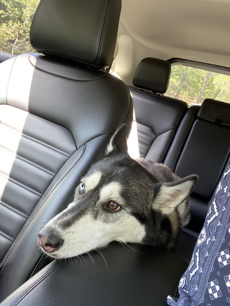 YOUR PETS DOG & CAT GROOMING Updated August 2024 22 Reviews 132 Hughes Rd, Grass Valley