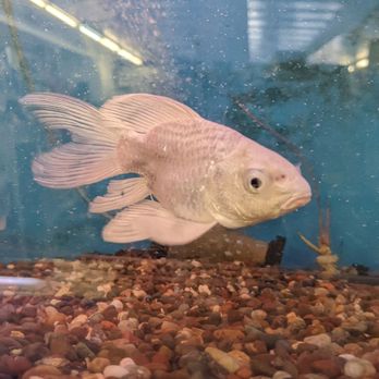 Pet Central - Butterfly Balloon Koi AAA Grade 5-Star, limited time only don't miss out. - Pet Stores Near Me - San Francisco, California
