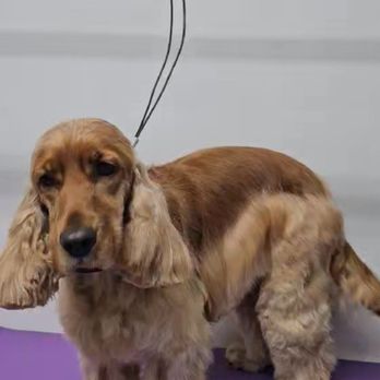 D's Pet Spa - Pet Groomers Near Me