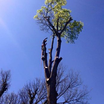 Arbor Best Tree Care - Tree Trimming - Tree Services Near Me Arbor Best Tree Care - Tree Trimming - Tree Services Near Me