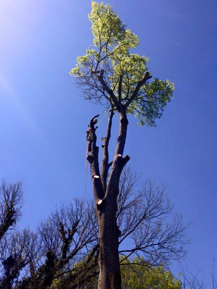 ARBOR BEST TREE CARE Bon Aqua, Tennessee Tree Services Phone