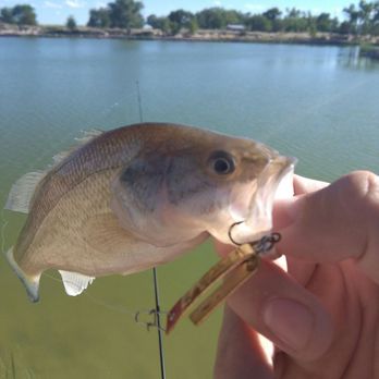 Oasis State Park - "large" mouth bass - Parks Near Me - Portales, New Mexico Oasis State Park - "large" mouth bass - Parks Near Me - Portales, New Mexico