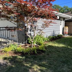 Wheaton Nurseries - After , contrasting plants Uber Japanese maple , relocated several bushes from along garage to clean it up