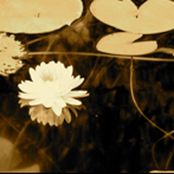 StillWaters Healing Center