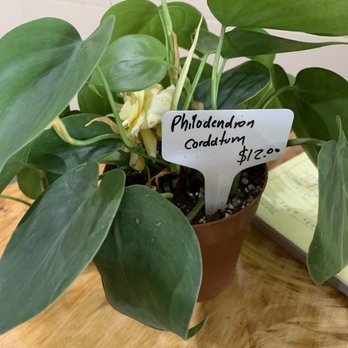 Sieffert's Nursery - Philodendron Cordatum - Nurseries & Gardening Near Me - Orlando, Florida