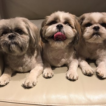 PetSmart - Been a week but here dey r lookin fleek - Pet Stores Near Me - Chicago, Illinois PetSmart - Been a week but here dey r lookin fleek - Pet Stores Near Me - Chicago, Illinois